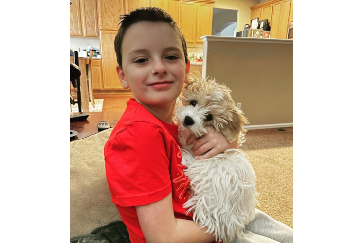 Playful Cavalier Designer Puppy