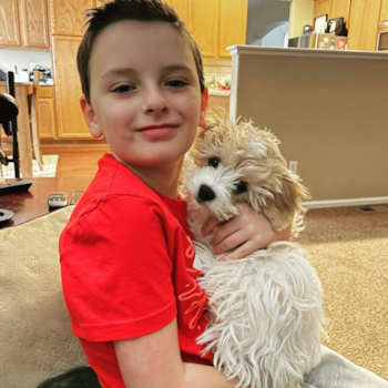 Happy Cavachon Pup in