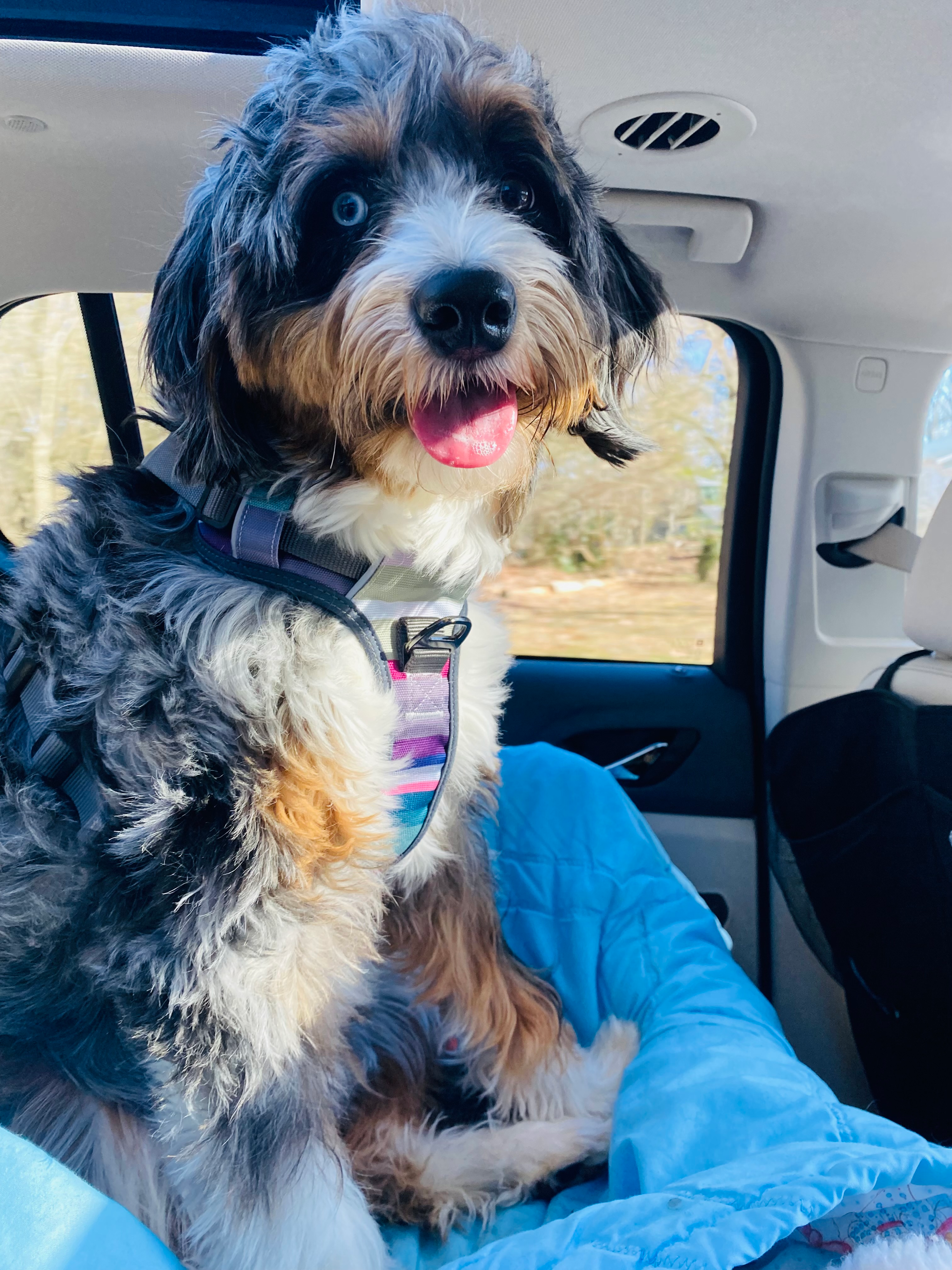 Fluffy Mini Bernedoodle Poodle Mix Pup