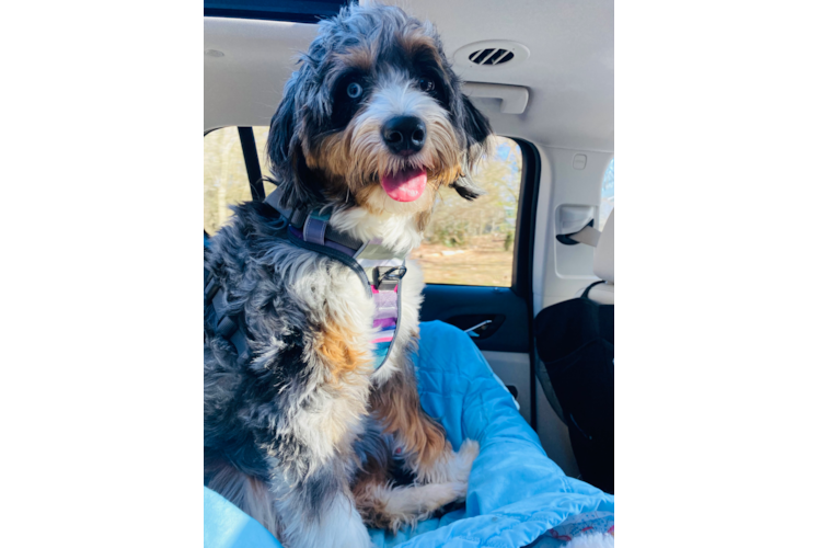 Fluffy Mini Bernedoodle Poodle Mix Pup