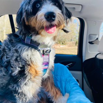 Little Mini Berniedoodle Poodle Mix Pup