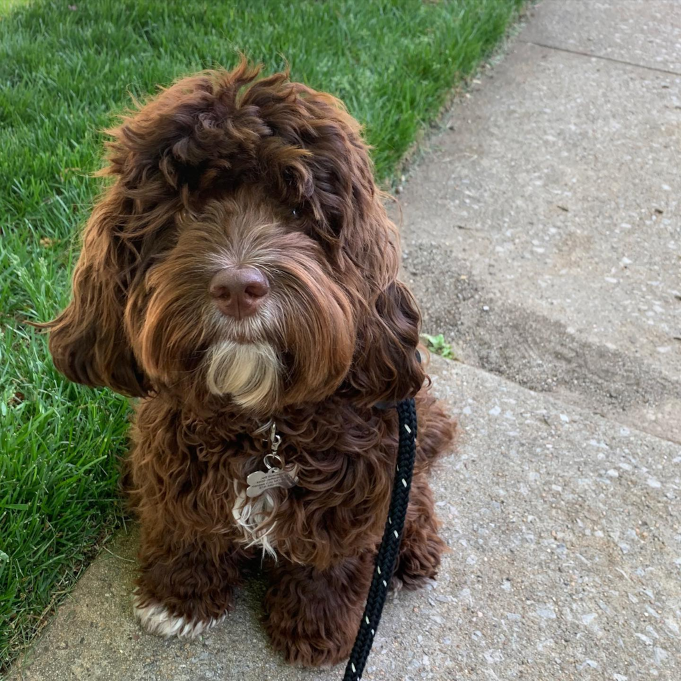 Small Cockapoo Pup in Kansas City MO