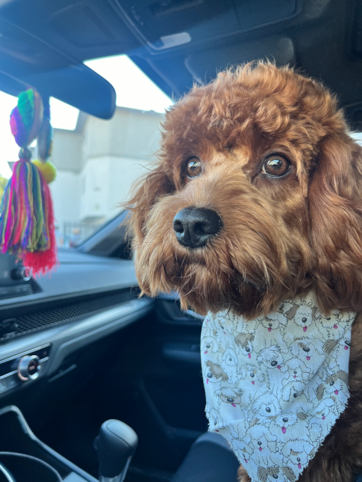 Smart Cavapoo Poodle Mix Pup