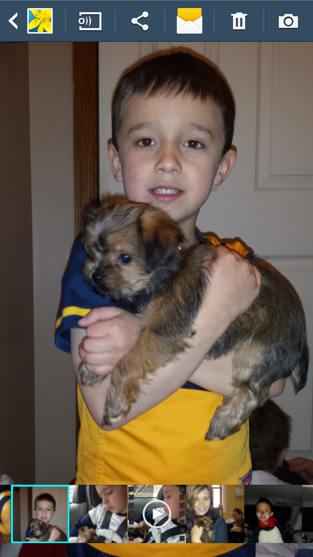 Little Shorkie Designer Puppy