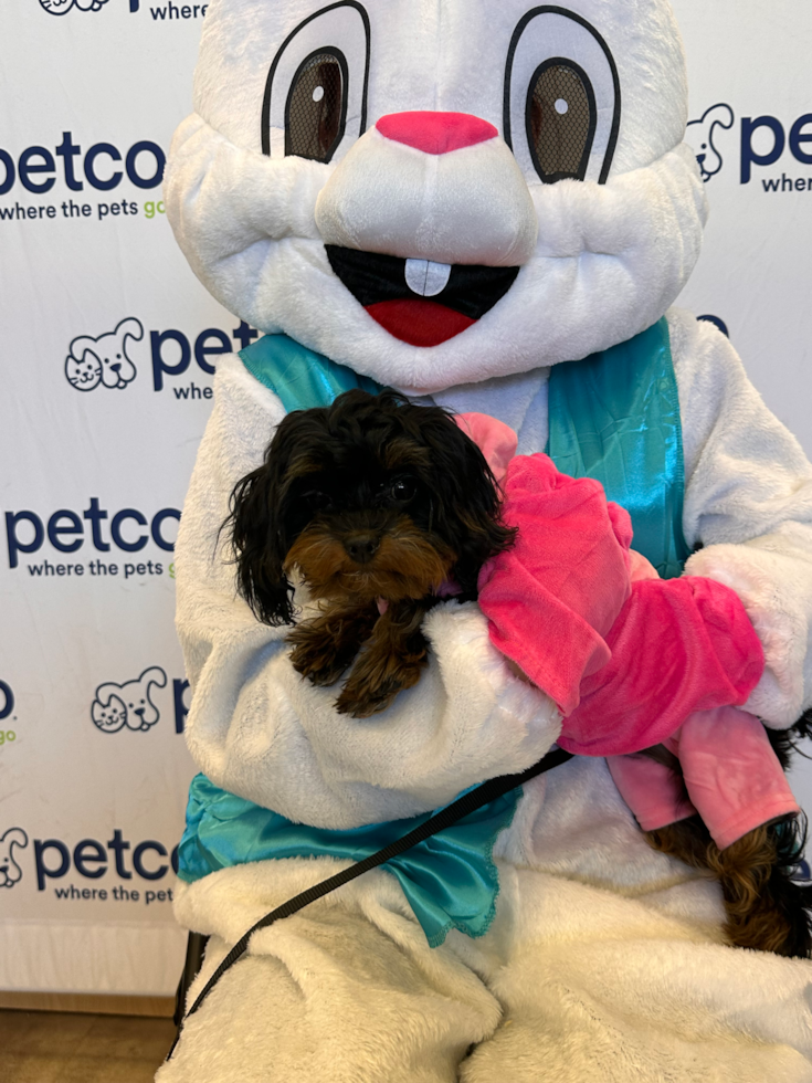 Happy Cavapoo Pup