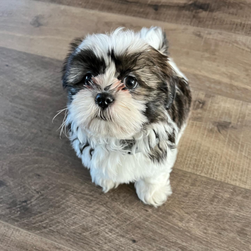 Shih Tzu Being Cute