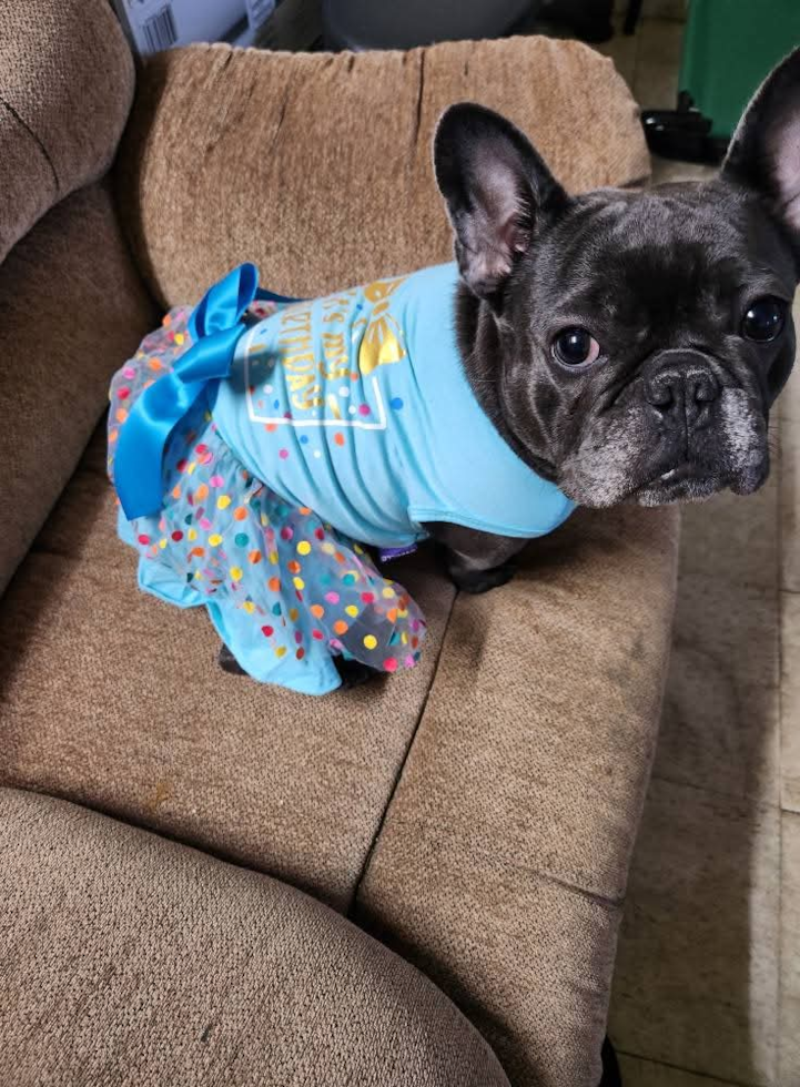 Energetic French Bulldog Pup in