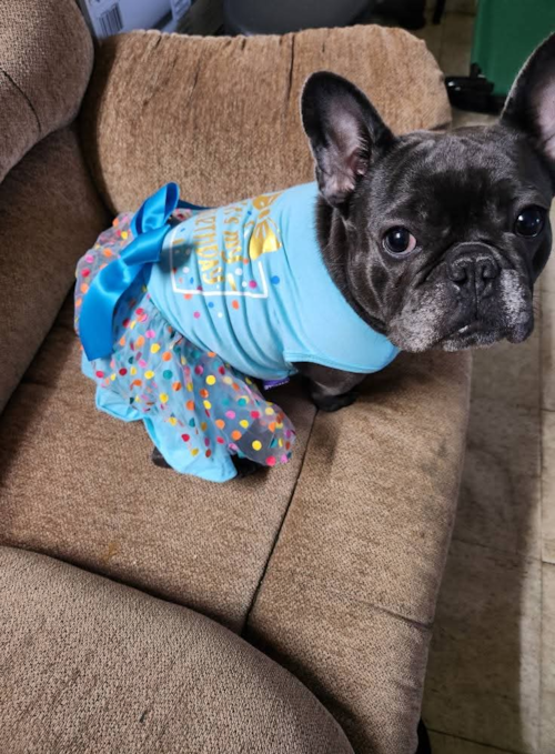 Energetic French Bulldog Pup in