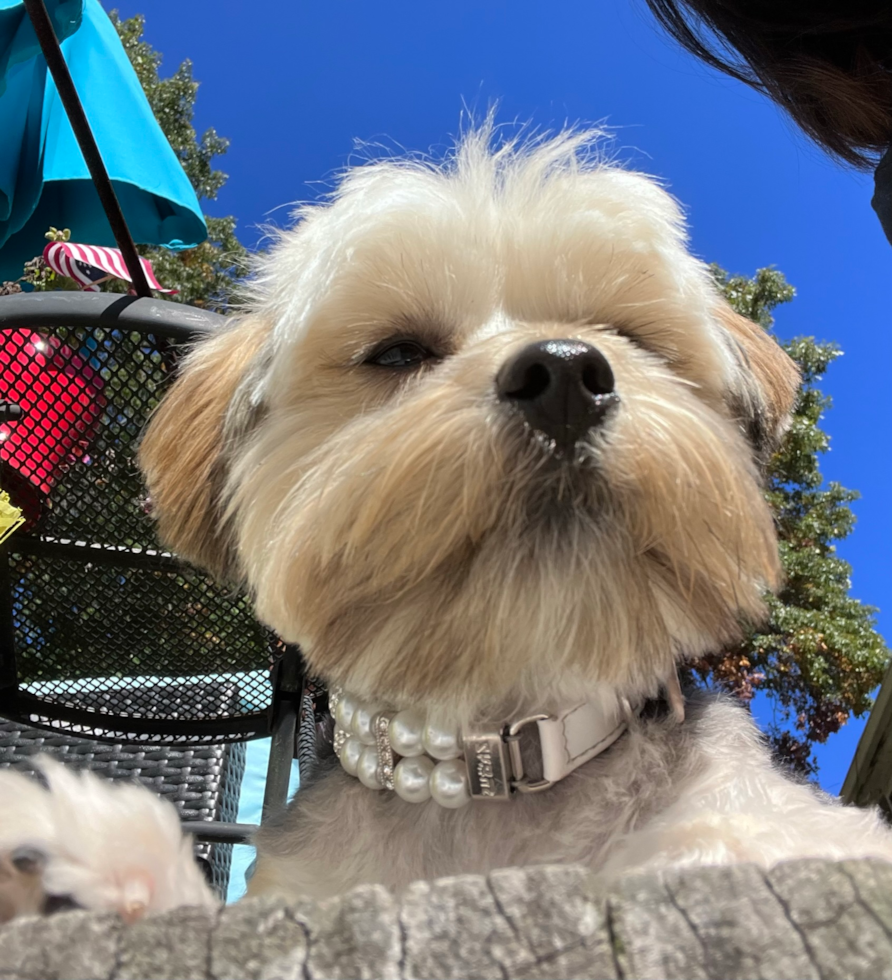 Petite Morkie Designer Pup