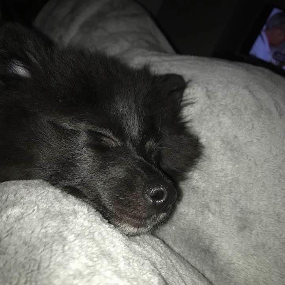 Friendly Pomeranian Pup