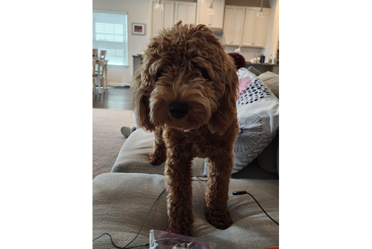 Smart Mini Goldendoodle Poodle Mix Pup