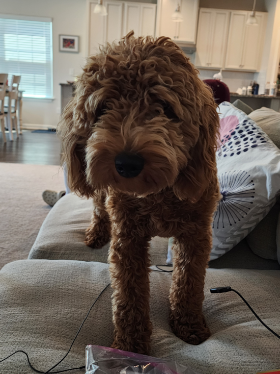 Small Mini Goldendoodle Pup in