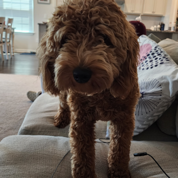 Small Mini Goldendoodle Pup in