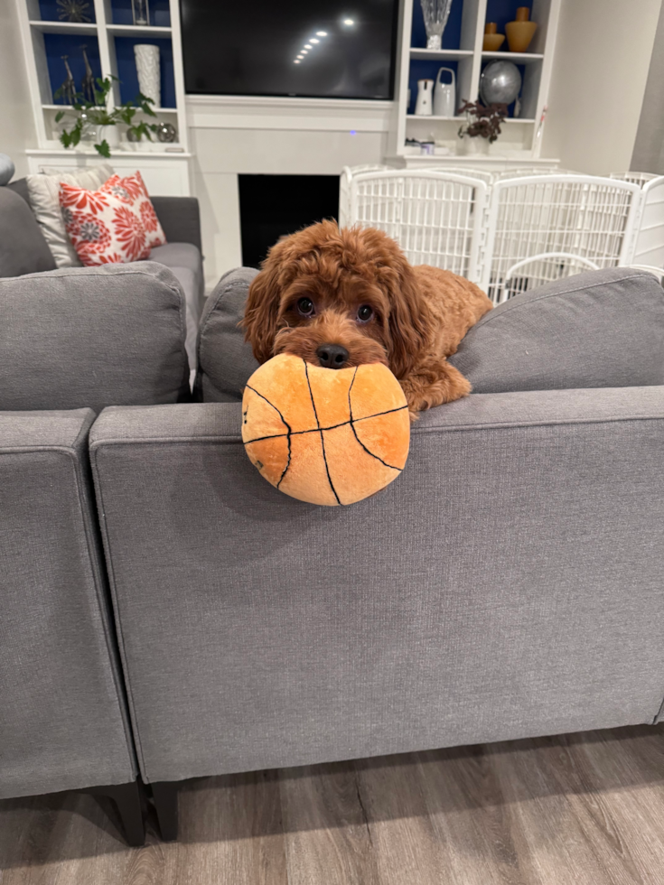 Fluffy Cavapoo Poodle Mix Pup