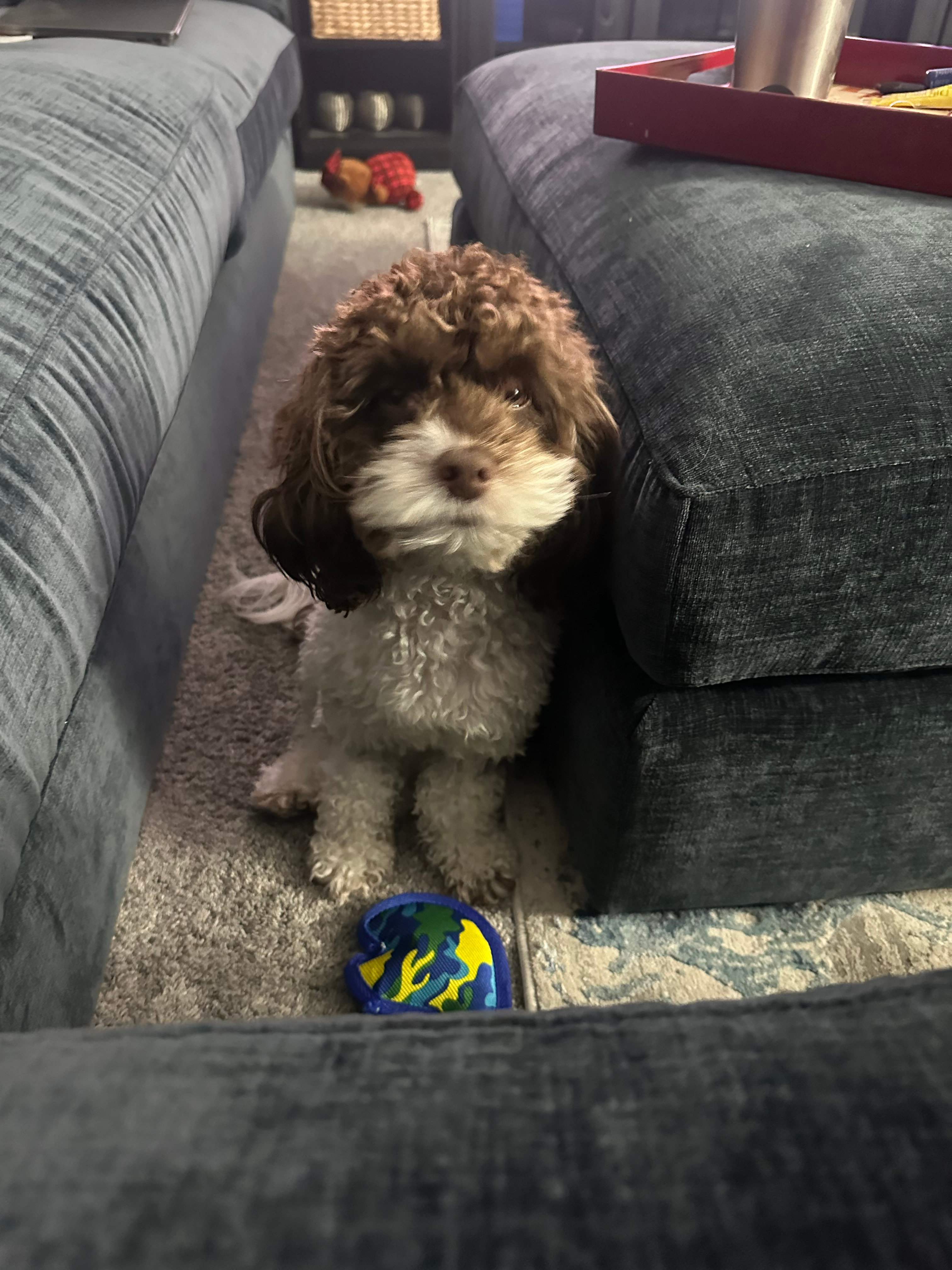 Popular Cockapoo Poodle Mix Pup