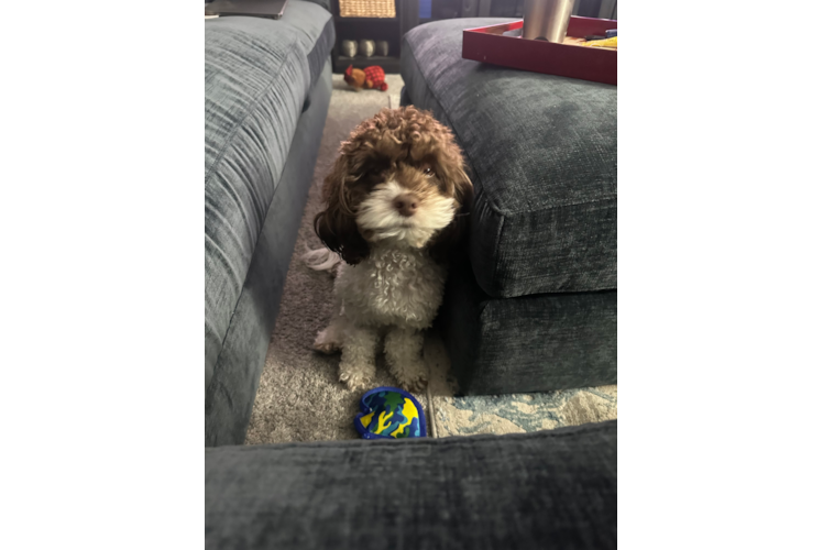Popular Cockapoo Poodle Mix Pup