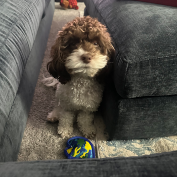 Petite Cockapoo Poodle Mix Pup