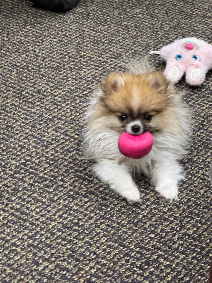 Happy Pom Purebred Pup