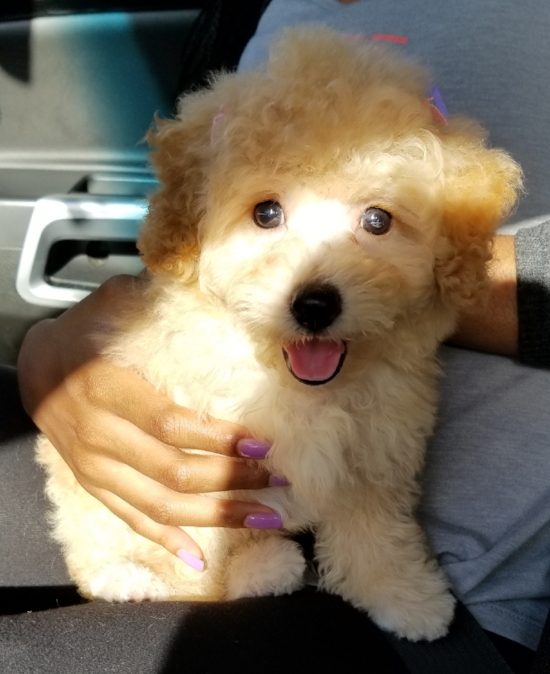 Energetic Maltese Poodle Poodle Mix Pup