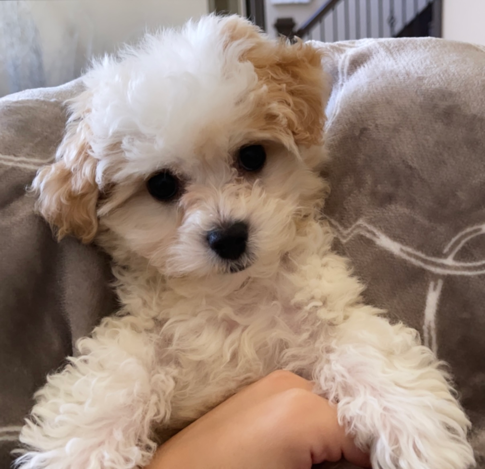 Rochester Hills Poochon Pup