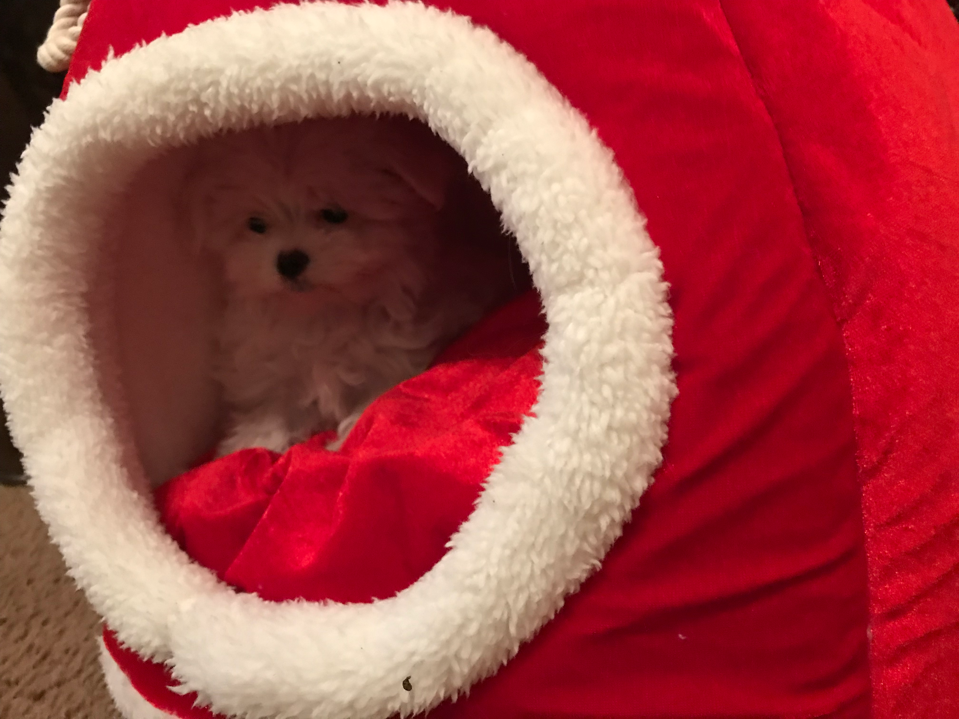 Maltese Pup Being Cute