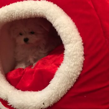 Popular Maltese Purebred Pup