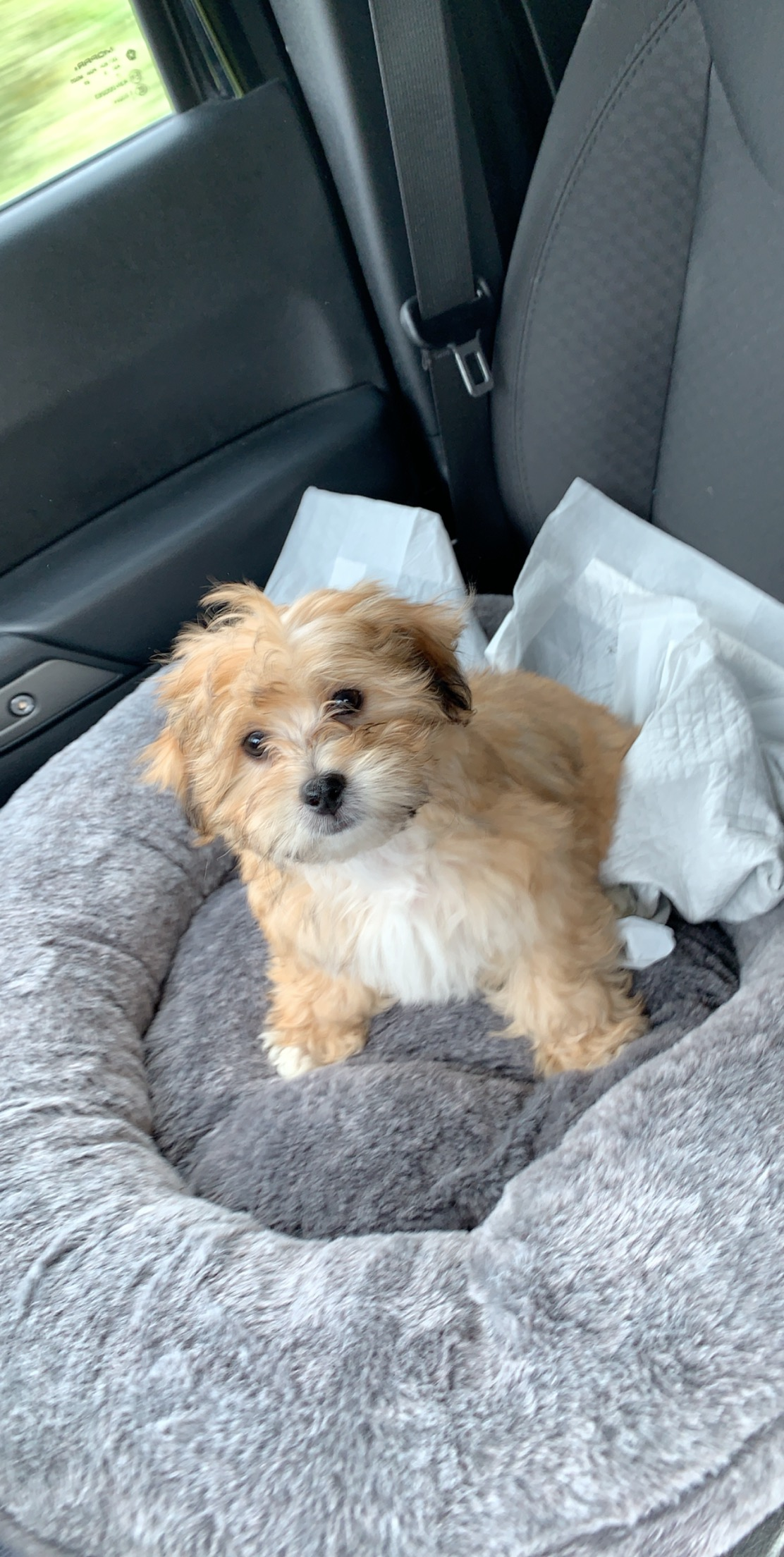 Petite Teddy Bear Designer Pup