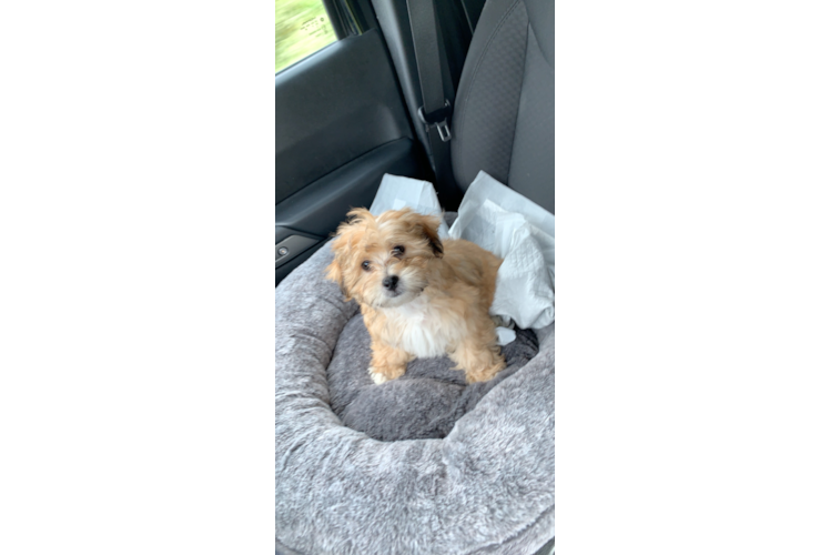 Petite Teddy Bear Designer Pup