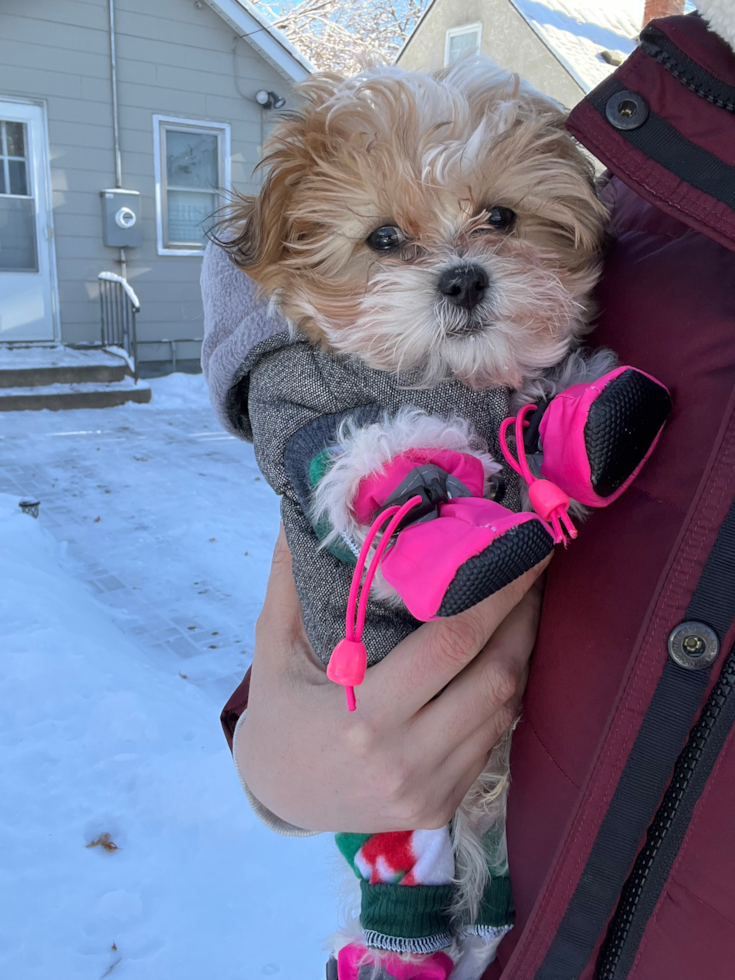 Little Shit Designer Pup