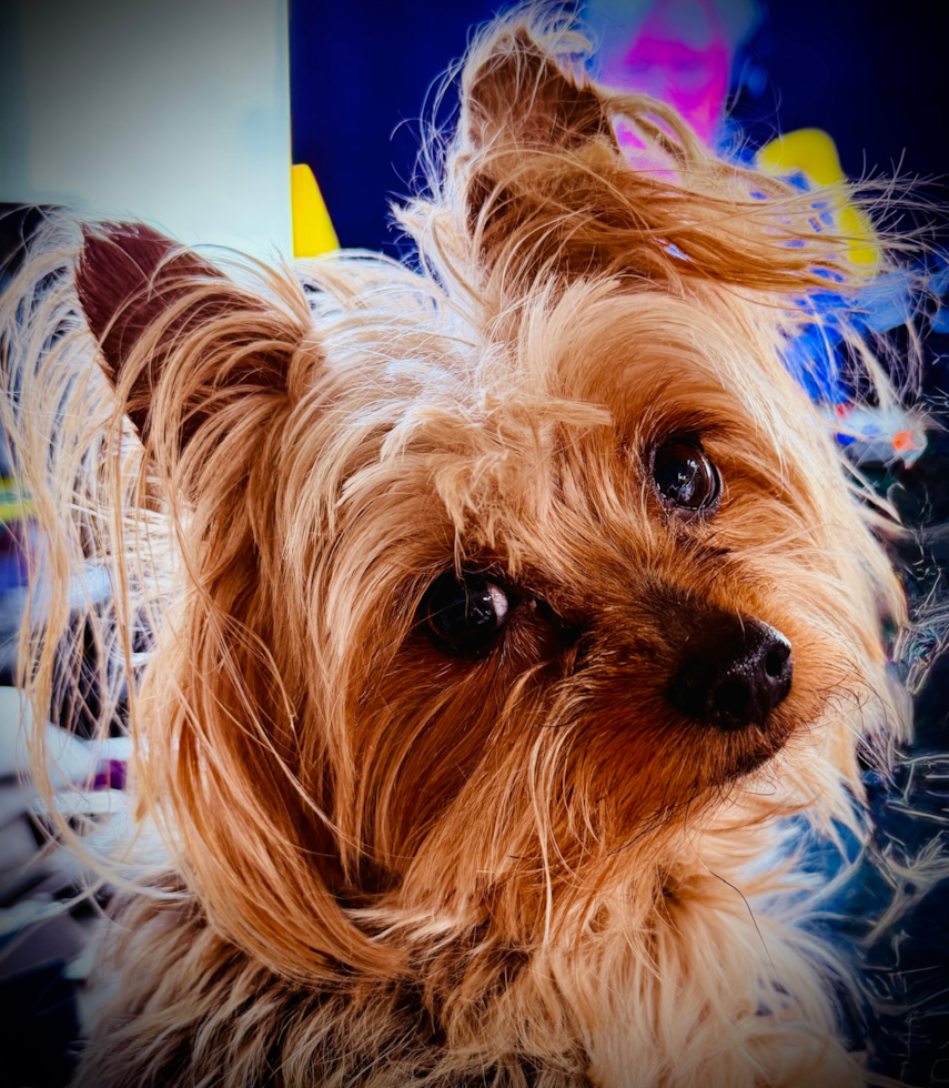 Yorkshire Terrier Pup