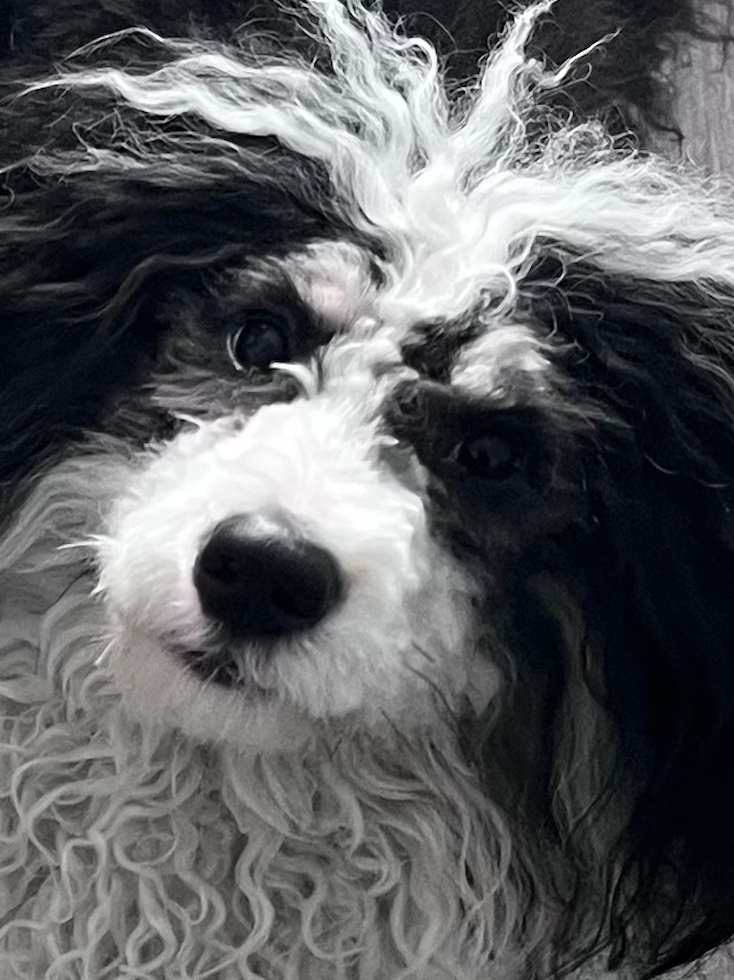 Mini Bernedoodle Being Cute