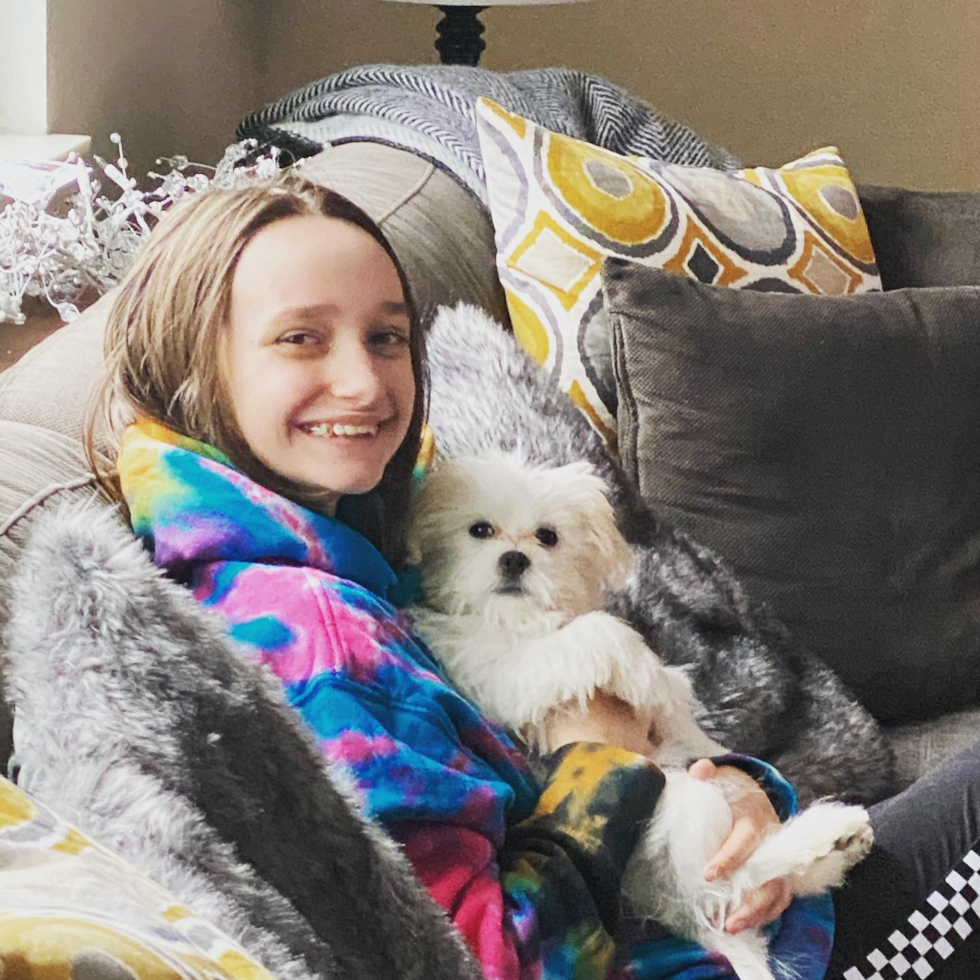 Happy Teddy Bear Pup in Gahanna OH