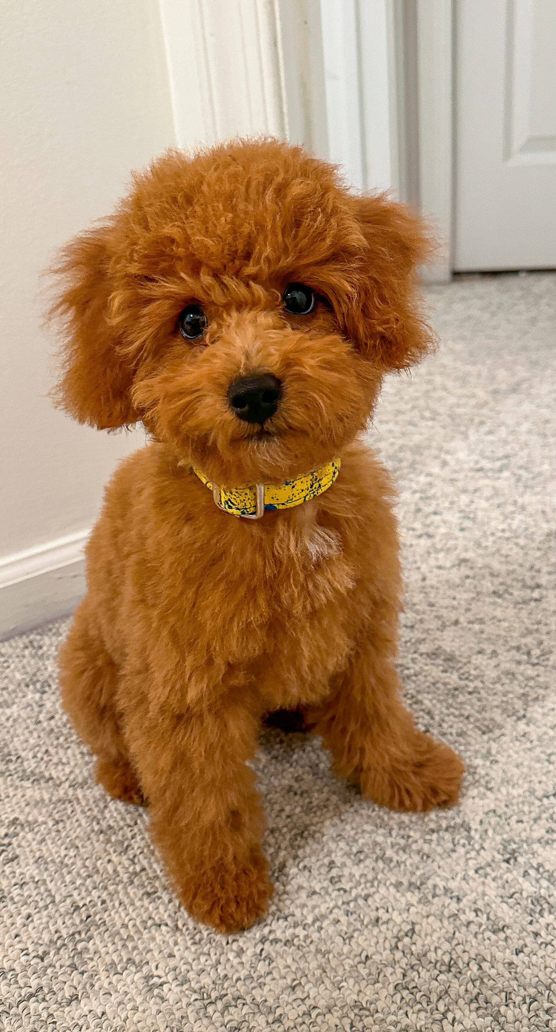 Hypoallergenic Poodle Purebred Pup