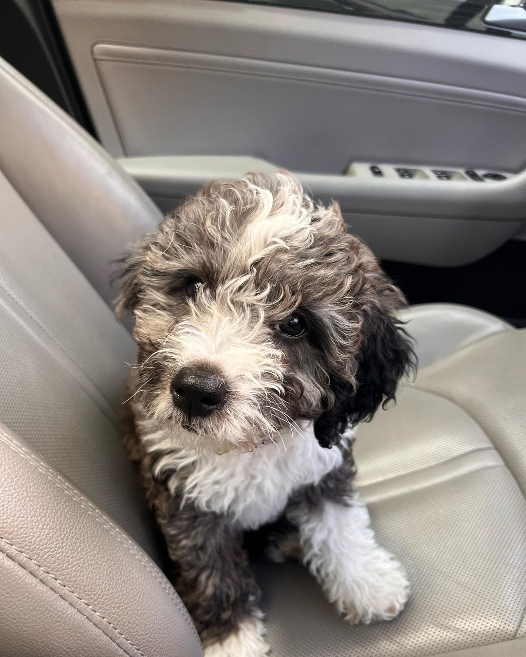 Fluffy Mini Bernedoodle Poodle Mix Pup