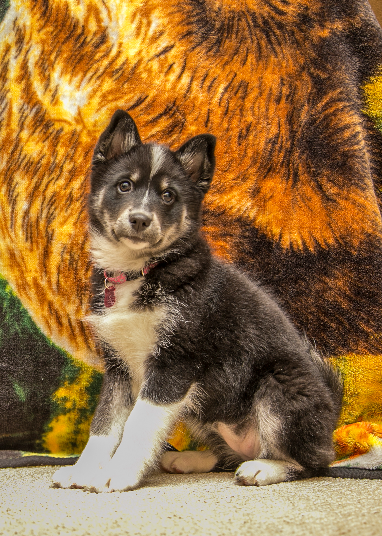 Pomsky Pup Being Cute
