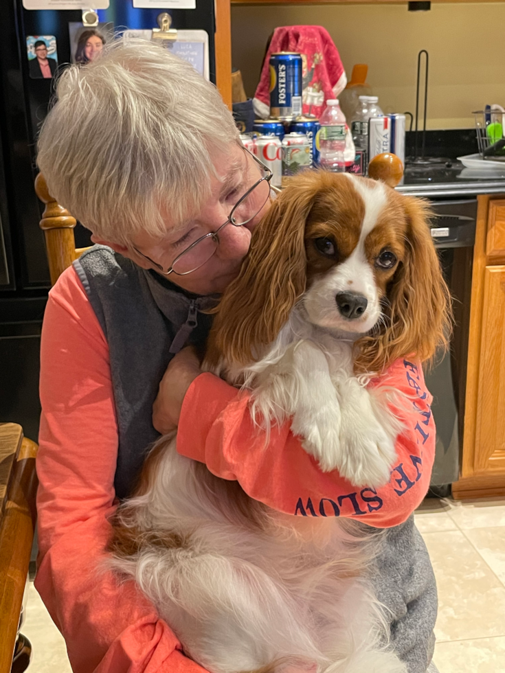 Happy Cavalier King Charles Spaniel Purebred Pup