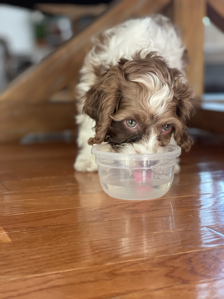 Sweet Cockapoo Pup in