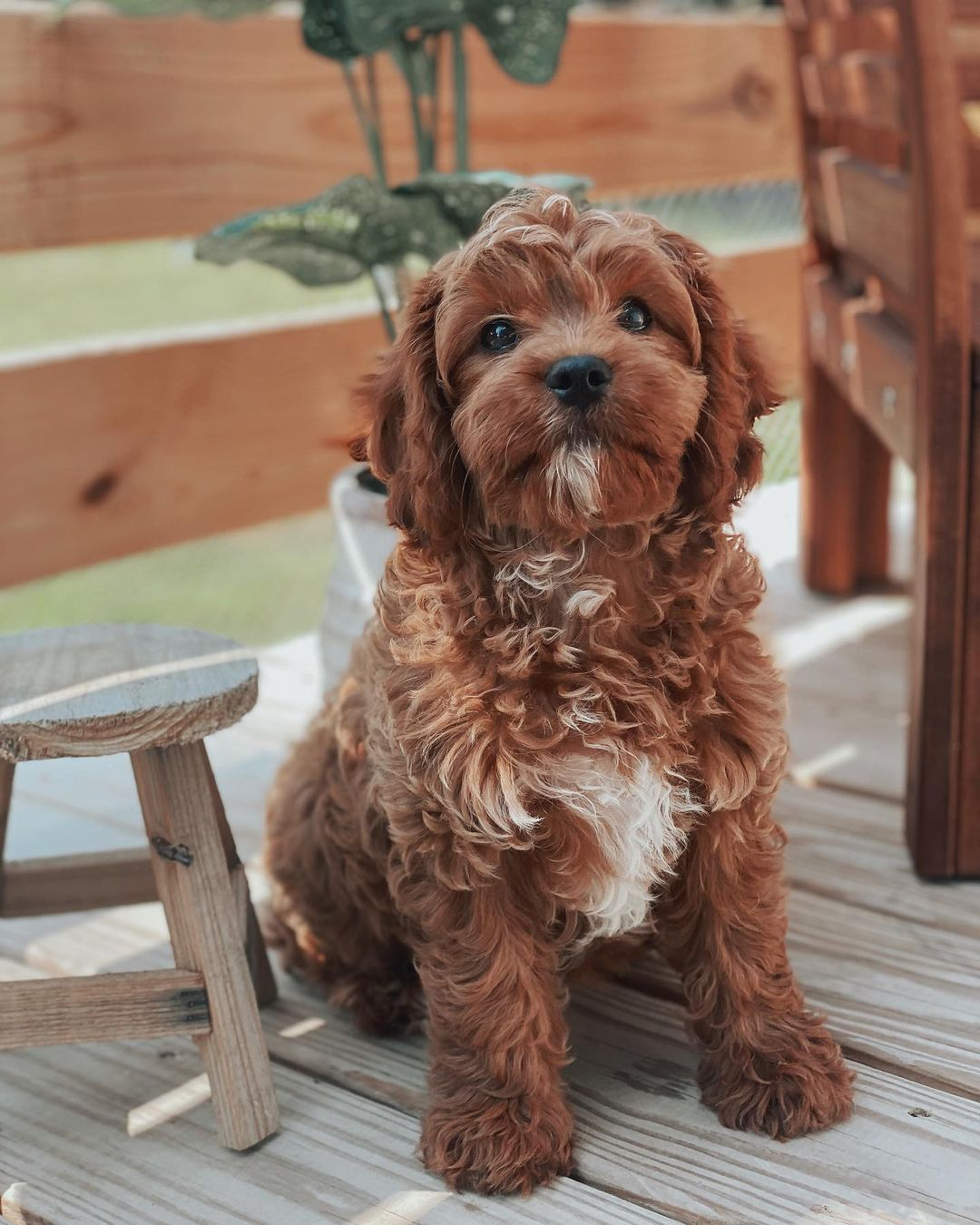Cavapoo Pup Being Cute