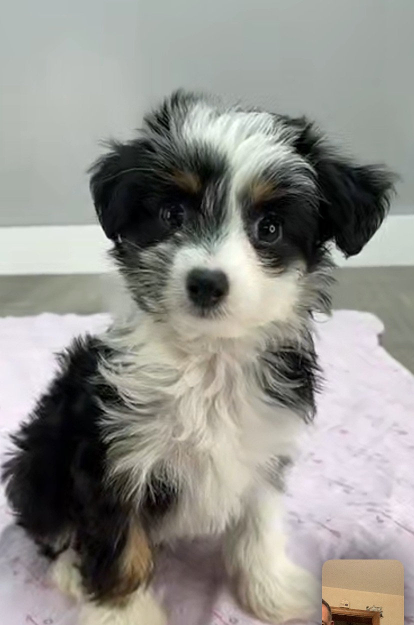 Energetic Aussiepoo Poodle Mix Puppy