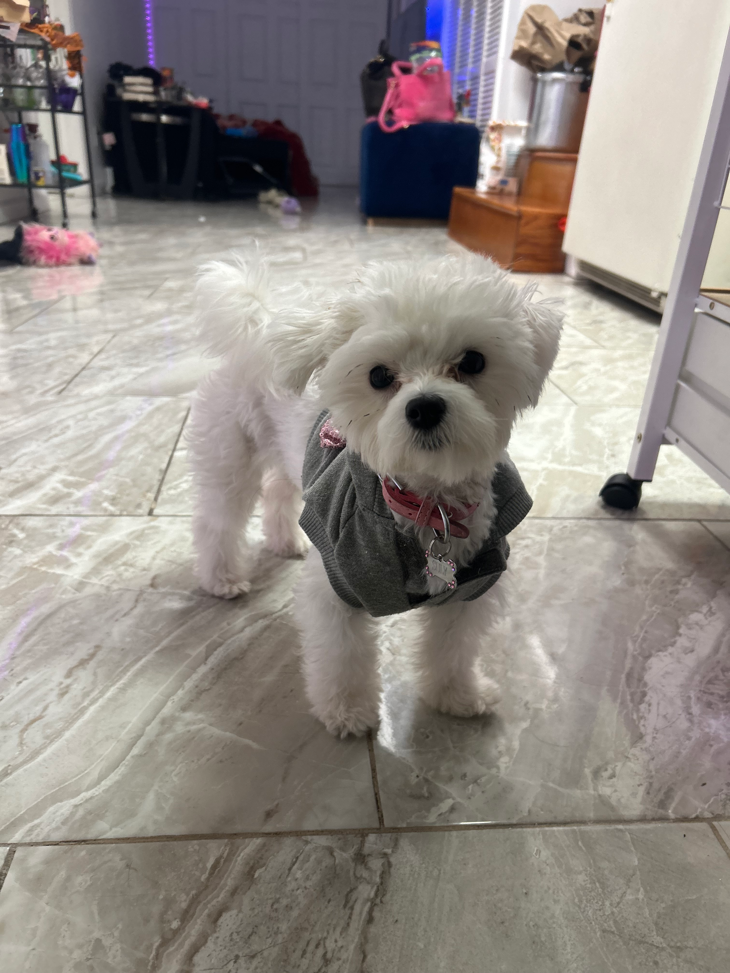 Maltese Puppy for Adoption