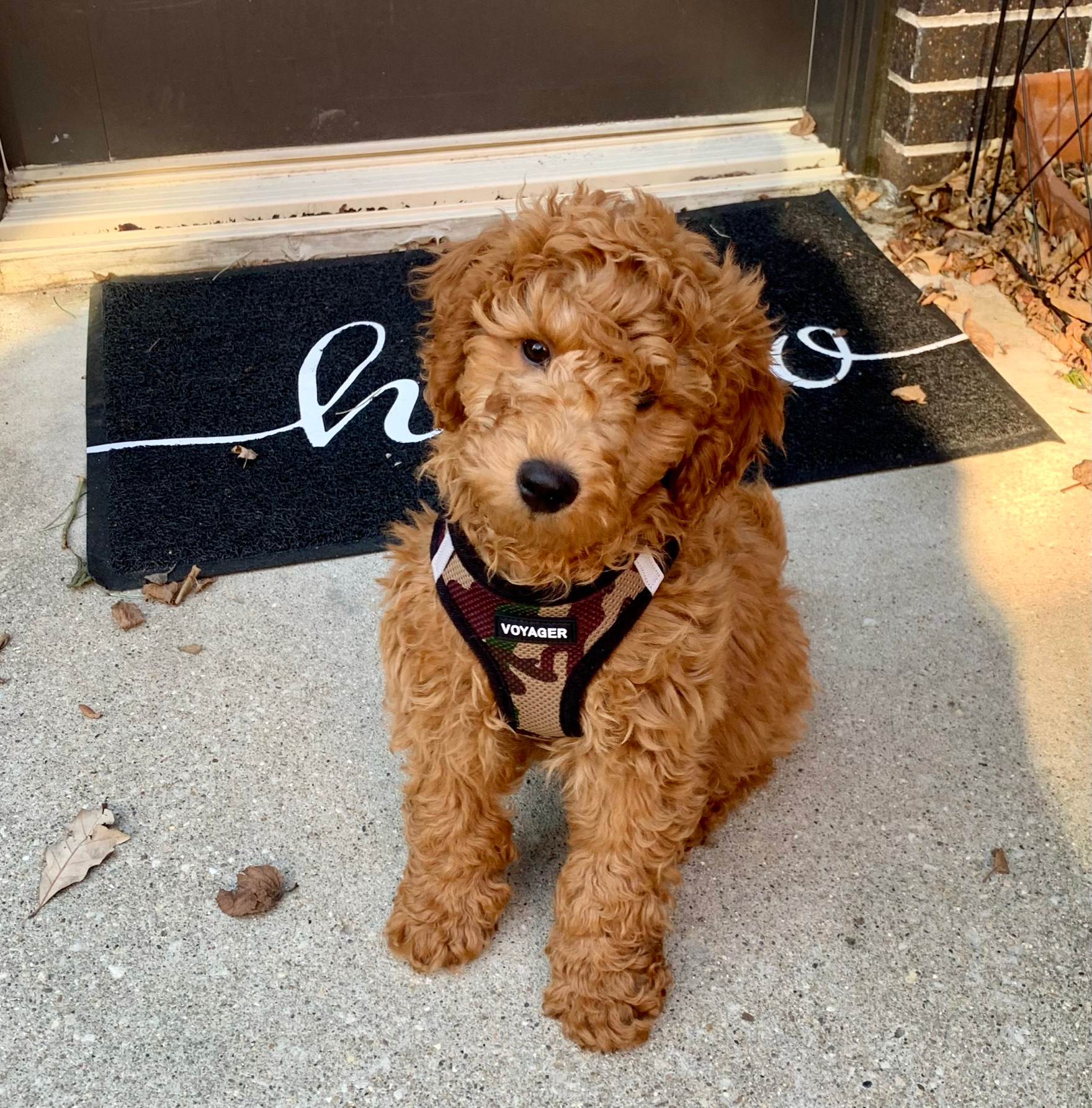 Funny Mini Goldendoodle Poodle Mix Pup