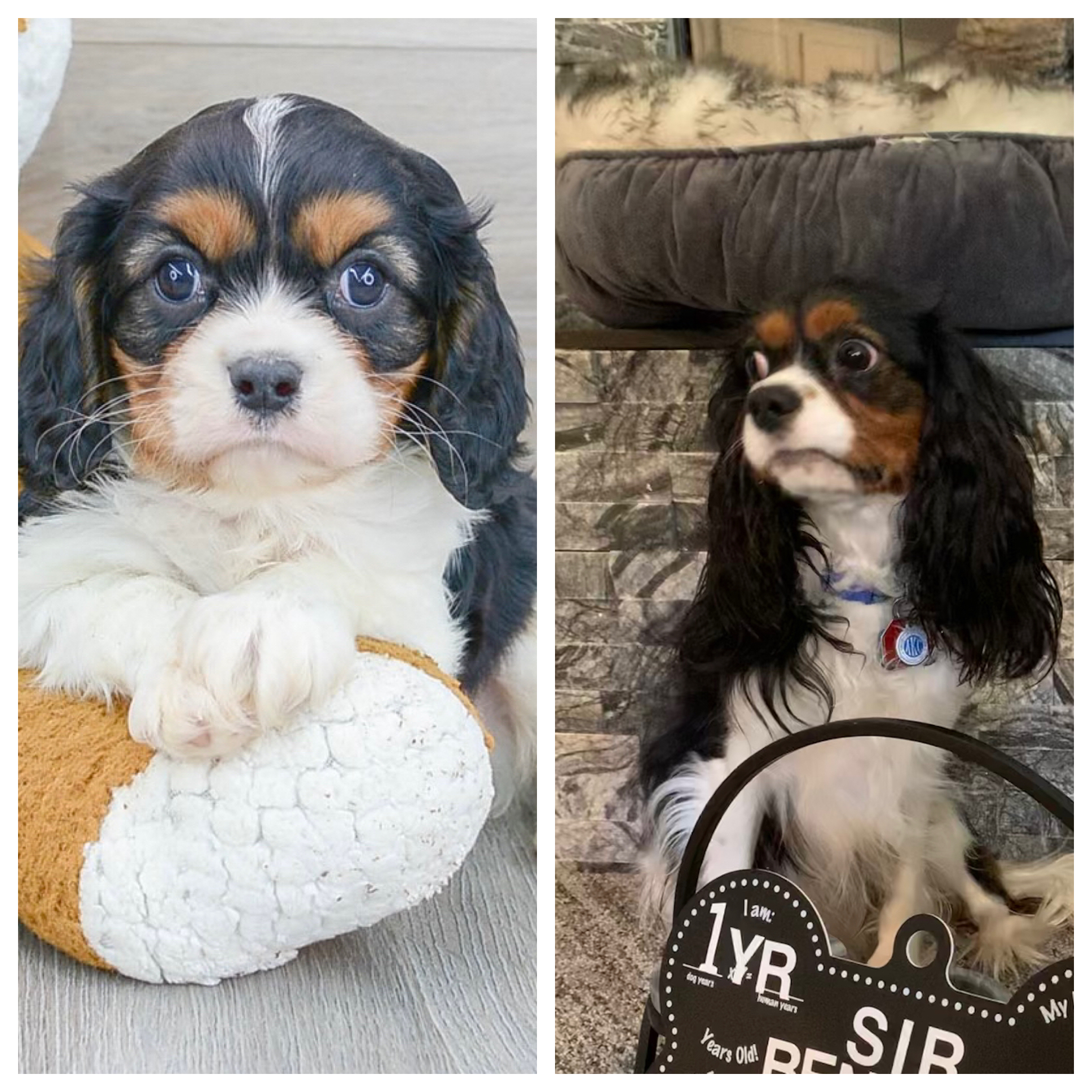 Best Cavalier King Charles Spaniel Baby