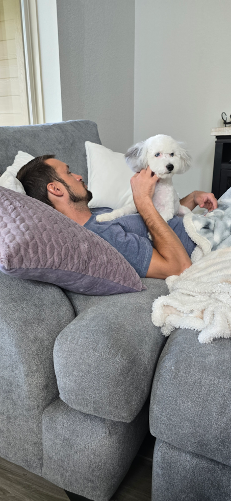 Friendly Havapoo Pup