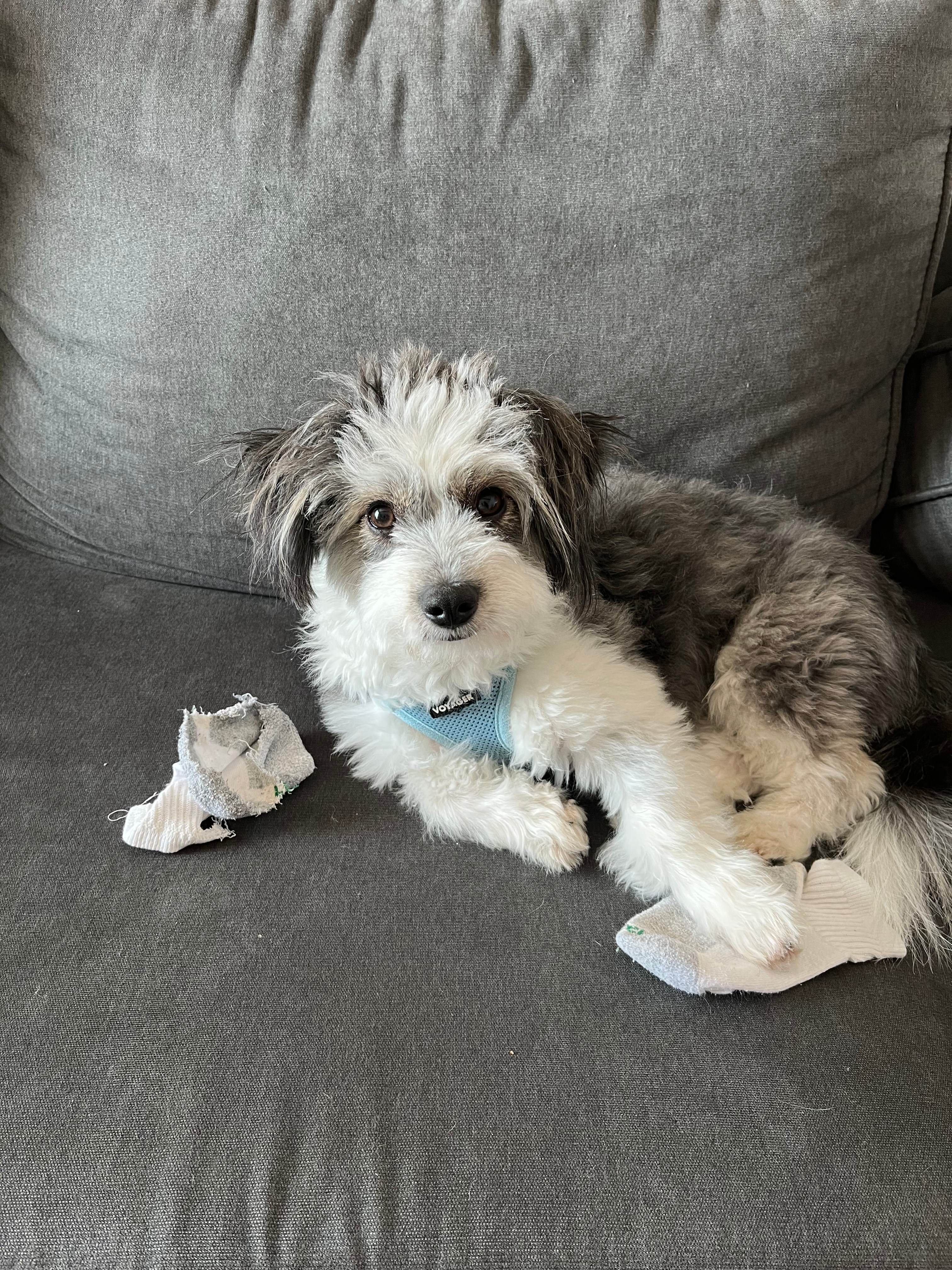 Sweet Aussiechon Baby