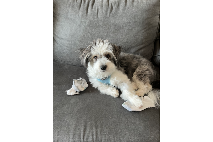 Sweet Aussiechon Baby