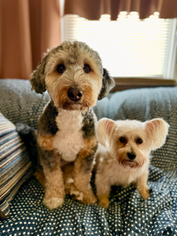 Mini Bernedoodle Pup