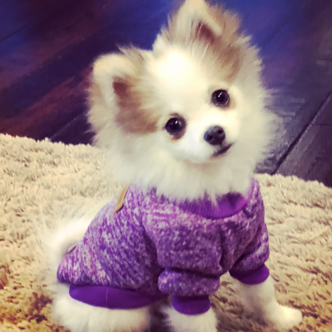Akc Registered Pomeranian Baby