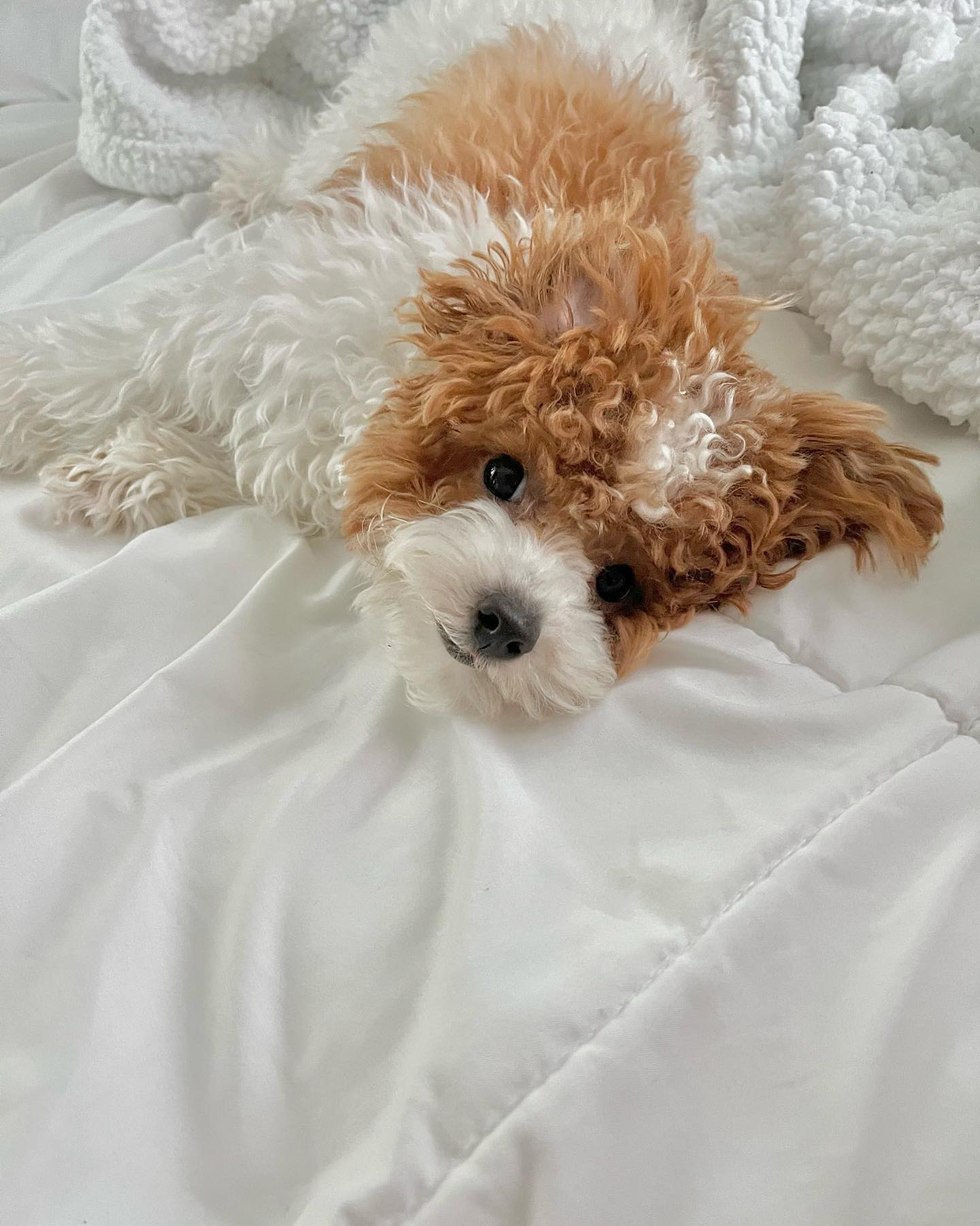 Petite Pudle Purebred Puppy