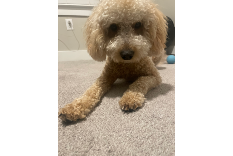 Sweet Mini Goldendoodle Baby