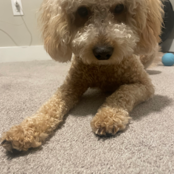 Mini Goldendoodle Pup